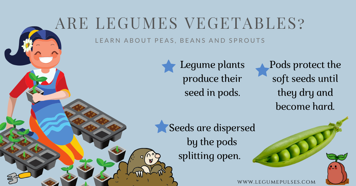 Legume Vegetables