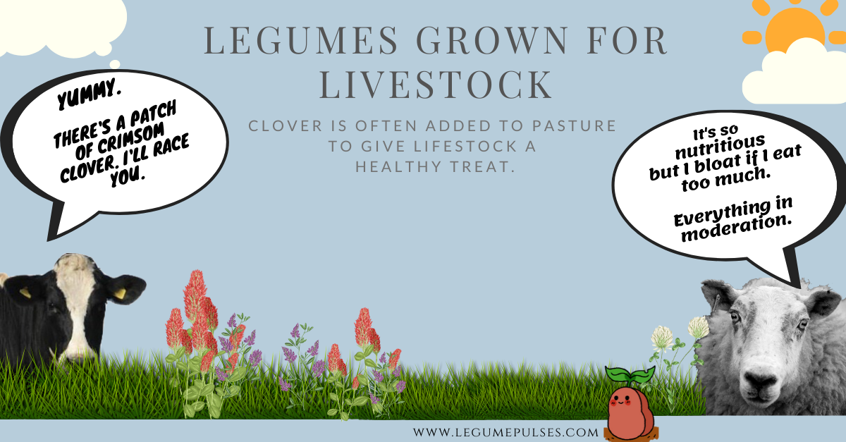 clover feed for livestock Clover added to pasture to feed livestock